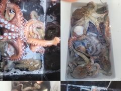 [진해] 문어,갑이,1500,1300외키로중치,굿(예약가능)