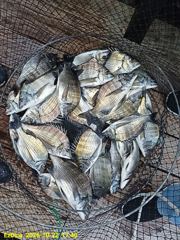 [사천] 삼천포 감성돔