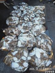 22일, 군산 갑오징어~싸이즈 굿~오늘도 나오네요~망탱이 대박~내일도 갑니다~군산낚시프라자 창성호