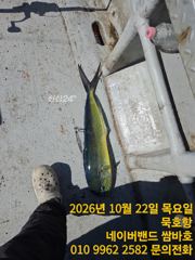 묵호항 방어 조황입니다