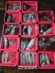 대삼치 고시방어&야간 키로급 무늬오징어(모집합니다)