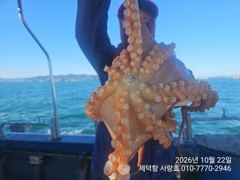 [진해] "돌문어" 강풍에 2300g1600g1300g외kkk 대물들 마…