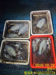 22일 팁런조황 사진