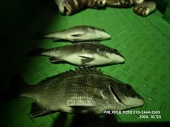 【 거제 비버호 】 GO GO GO 야간 감성돔, 참돔 마리수 조황(예약가능).