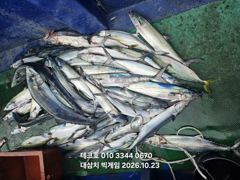 23(금) 오전 대삼치&삼치,방어 조기철수 조과(토,일,월,화~모집)