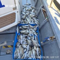 [마산] 해상월1ᆢ중치급들외 퍽퍽퍽 초대박 조황임니다 !!(22일)