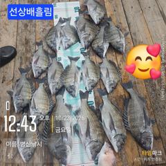 병산 감성돔45,43,42,4짜외 마리수선상배&선외기흘림조황~