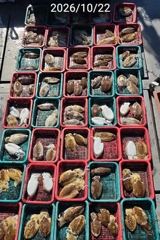 진해 26년 갑오징어 버글버글 대박조황 8분 97수 장원 17수
