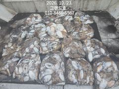 23일, 군산 쭈,갑~~쭈구미 씨알 굿~갑오징어도 굿~마무리 대박조황~~군산낚시프라자 그랜드호