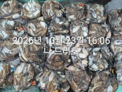 23일, 군산 갑오징어~싸이즈 굿~연일 망탱이 굿굿~내일도 갑니다~군산낚시프라자 나드리호