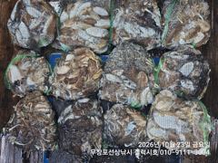 [먹물조황] 10/23 쭈꾸미 갑오징어 조황