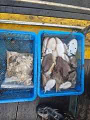 [유로파호] 26년 10월 23일 20명 주꾸미 갑오징어 조황