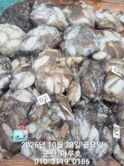 10월 23일 군산 마루호 갑소징어 조황입니다