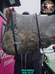 라희 금일 쭈꾸미 조황