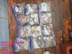 [협력선사]10월23일 고흥 녹동 보스선단 문어 조황 <30일(금) 고흥 녹동항 문어 이벤트 출조 자리여유!>