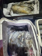 [거제] (무늬오징어)내만에서 K~무시까지 씨알 대박 대동낚시(오늘 예약…
