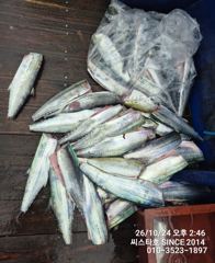[경주] (씨스타호) 감포권 삼치·방어 대풍년! 던지면 물고, 감으면 올…