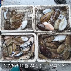 [사천] 갑오징어만 잡기