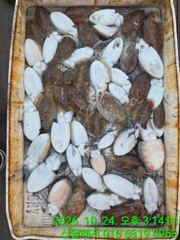 3시간전 [마산] 진동 피싱스타 // 가을감성돔 수중전 오늘 마리수조황 [10/24]