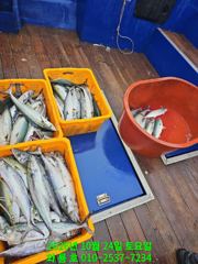 10월24일 감포앞바다 삼치, 방어 대폭발!!