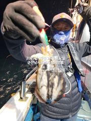 24일, 군산 갑오징어~싸이즈 굿~오늘도 나오고 있어요~실시간~~내일도 갑니다~군산낚시프라자 챔피언호