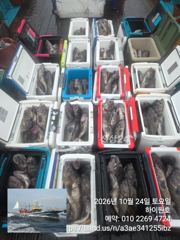 24일, 가을 먼침선,어초~개우럭~날이면 날마다 굿굿~ 연이은 대박 쿨러 굿굿조황~군산낚시프라자 하이원호