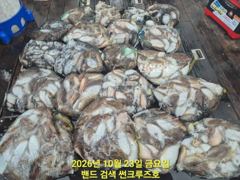 23일 썬크루즈호 갑오징어 조황입니다