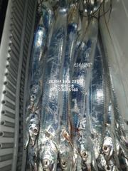 내만갈치)사이즈가 놀랍네요~이런놈들이 계속 쭉~