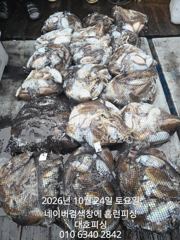 군산 대호피싱 10월24일 갑오징어 마무리 소식 전합니다