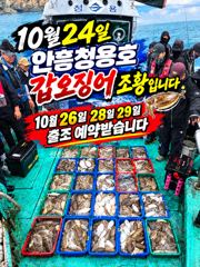 10월 24일 안흥청용호 갑오징어 조황입니다