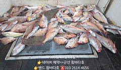 23일 군산 참돔 26일 갑오징어 모집합니다.[군산 참바다호]