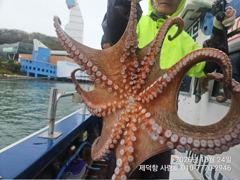 [진해] "돌문어"또 2400g1500g1400g1300g1200g120…