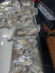 25일, 군산 갑오징어~싸이즈 굿~오늘도 나오고 있어요~실시간~~내일도 갑니다~군산낚시프라자 창성호