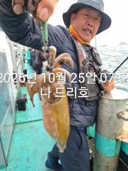 25일, 군산 갑오징어~싸이즈 굿~연속되는 갑오징어~실시간~~내일도 갑니다~군산낚시프라자 나드리호