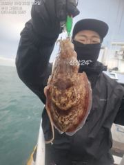 25일, 군산 갑오징어~~연속되는 갑오징어낚시~실시간~~내일도 갑니다~군산낚시프라자 그랜드호