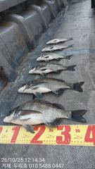 감성돔 오전 조황
