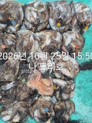 25일, 군산 갑오징어~싸이즈도 굿~많이 나오네요~연속되는 갑오징어~망탱이 대박~~내일도 갑니다~군산낚시프라자 나드리호