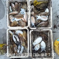 [사천] 갑오징어 낚시만