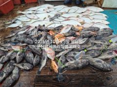 25일, 생미끼 "대광어"~참돔,농어등,개우럭 대박 굿굿조황~강한 손맛이 다르다~~군산낚시프라자 범고래호