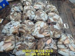 25일 군산썬크루즈호 갑오징어 조황입니다