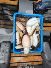 25일 갑오징어 조황입니다(수요일 갑오징어 출조 선비:7만원 ..자리 여유 있습니다