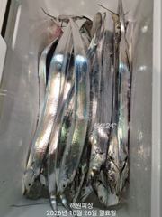 [진해] 내만갈치 빗속에도 3지 3지반 막나와요 내일 예약가능합니다