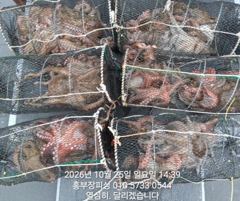 (문어)찬스!!! 키로 쏟아져요~대물파티~홍부장피싱(27일 예약)