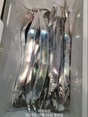 [진해] 내만갈치 빗속에도 3지 3지반 막나와요 화요일 예약가능합니다