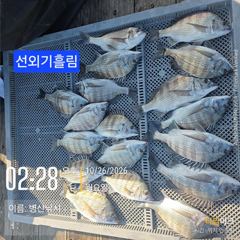 [고성] 병산 감성돔마리수 선외기 흘림조황~~