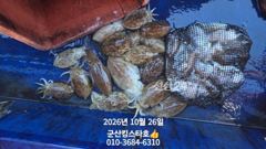 군산킹스타호(10/26)갑오징어 마무리(10월계속해서 갑오징어 출조합니다 ~