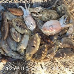 10.26 [경주] (씨스타호) 멈출 수 없는 원초적 본능! 장대비 속 116cm 대삼치 히트! 도래가 벗겨지고 3번 터져도 방어·삼치 쿨러 가득!