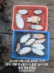 [통영] 통영 금정호 문어낚시 내일부터 정상출항합니다 자리여유있습니다