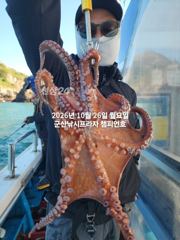 26일, 군산 덩치급 문어,문어, 싸이즈 좋은 문어들~매일출조~군산낚시프라자 챔피언호
