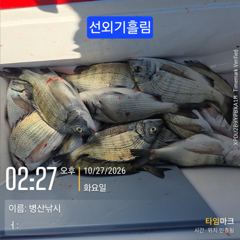 [고성] 병산 감성돔 마리수선외기흘림조황
